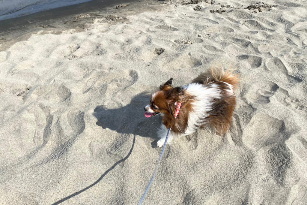 砂浜を歩くメル